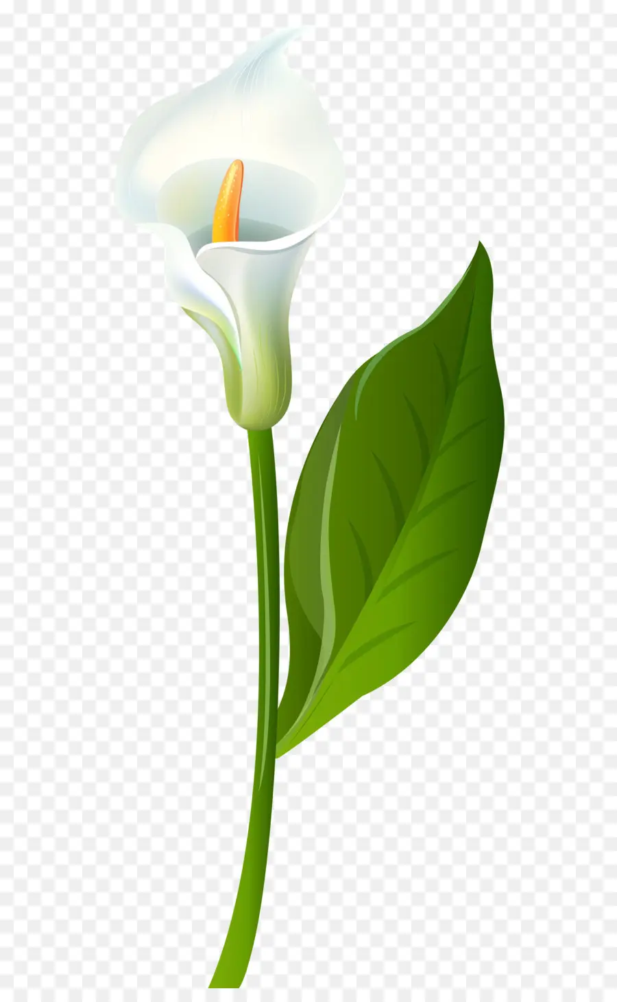 Calla Lily，ปลูก PNG