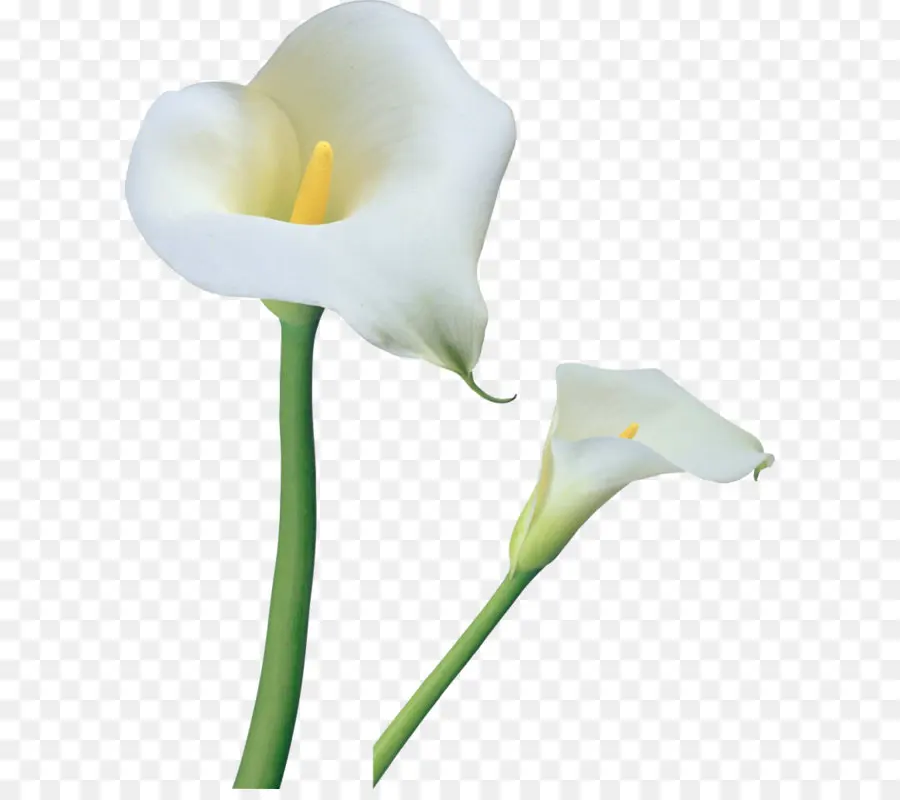 Calla Lilies，สีขาว PNG