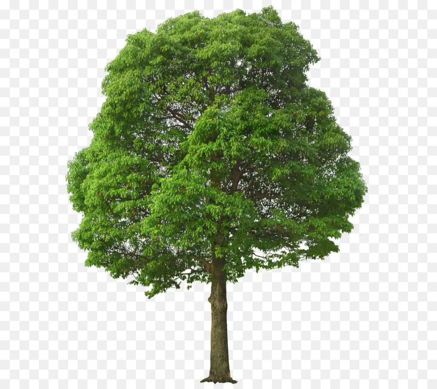 คนอื่น ดำ，ต้นไม้ PNG