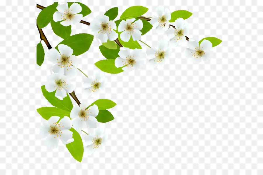 ดอกไม้，สีขาว PNG