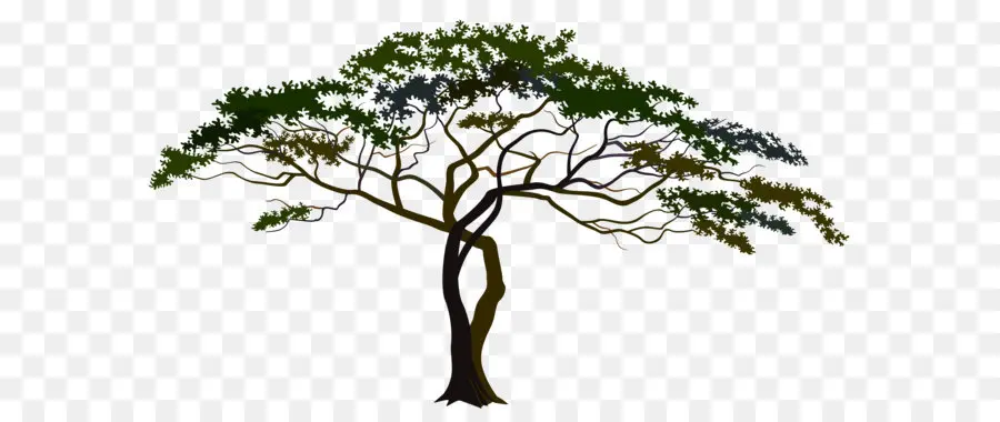 ซาวานน่า ต้นไม้ มูลนิธิ，อัสดง PNG