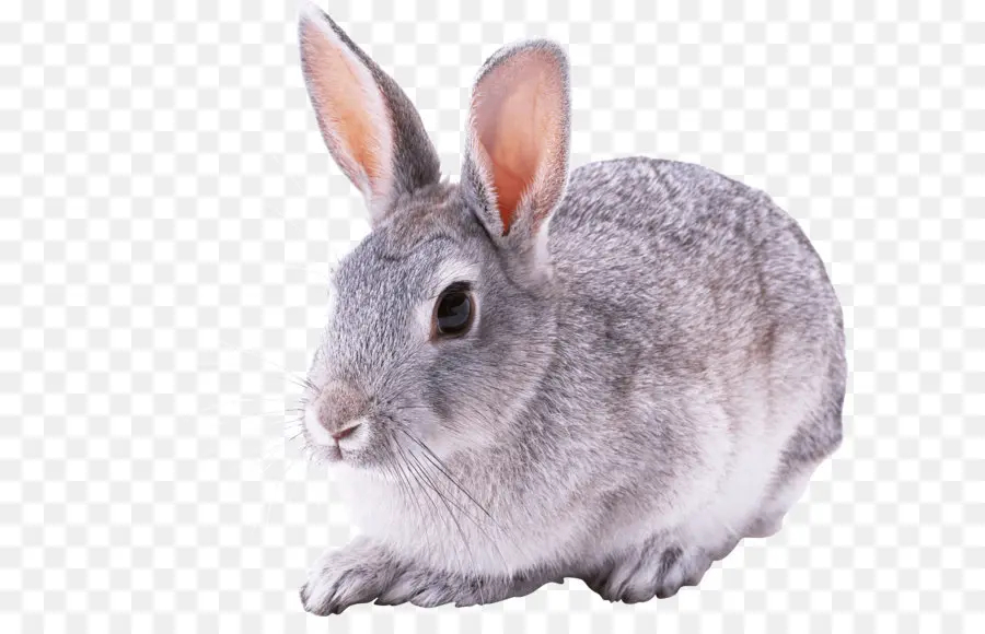 เร็กซ์ กระต่าย，Cottontail กระต่าย PNG