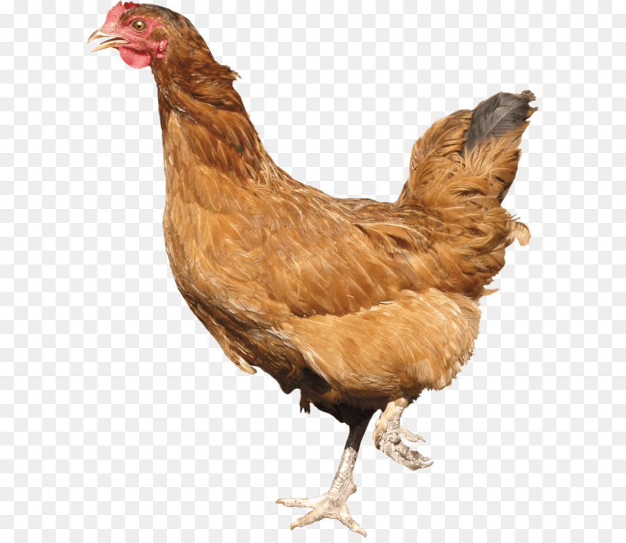 ไก่สีน้ำตาล，ไก่ PNG