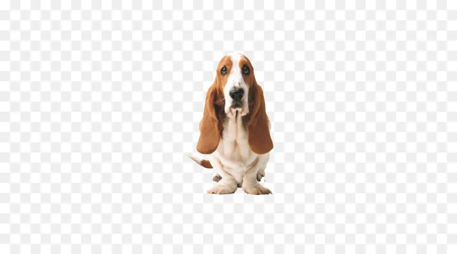 Basset Hound，สุนัข PNG