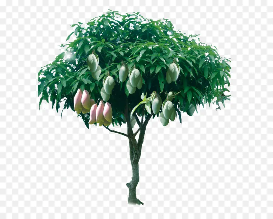 น้ำผลไม้，Mangifera Indica PNG