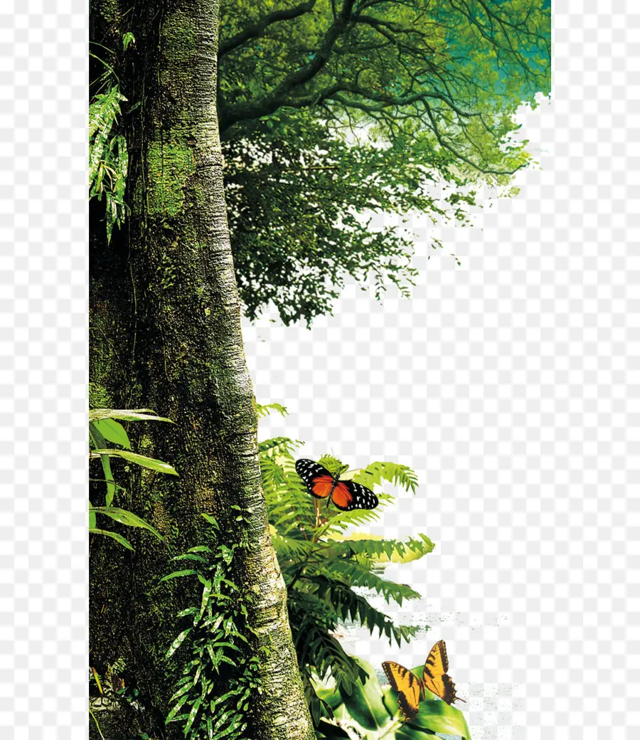 ต้นไม้，ป่า PNG