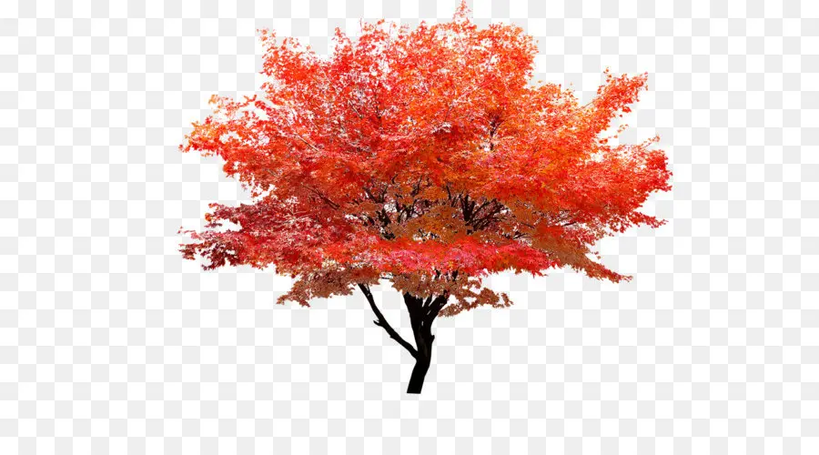 สีแดง ไซ，ต้นไม้ PNG