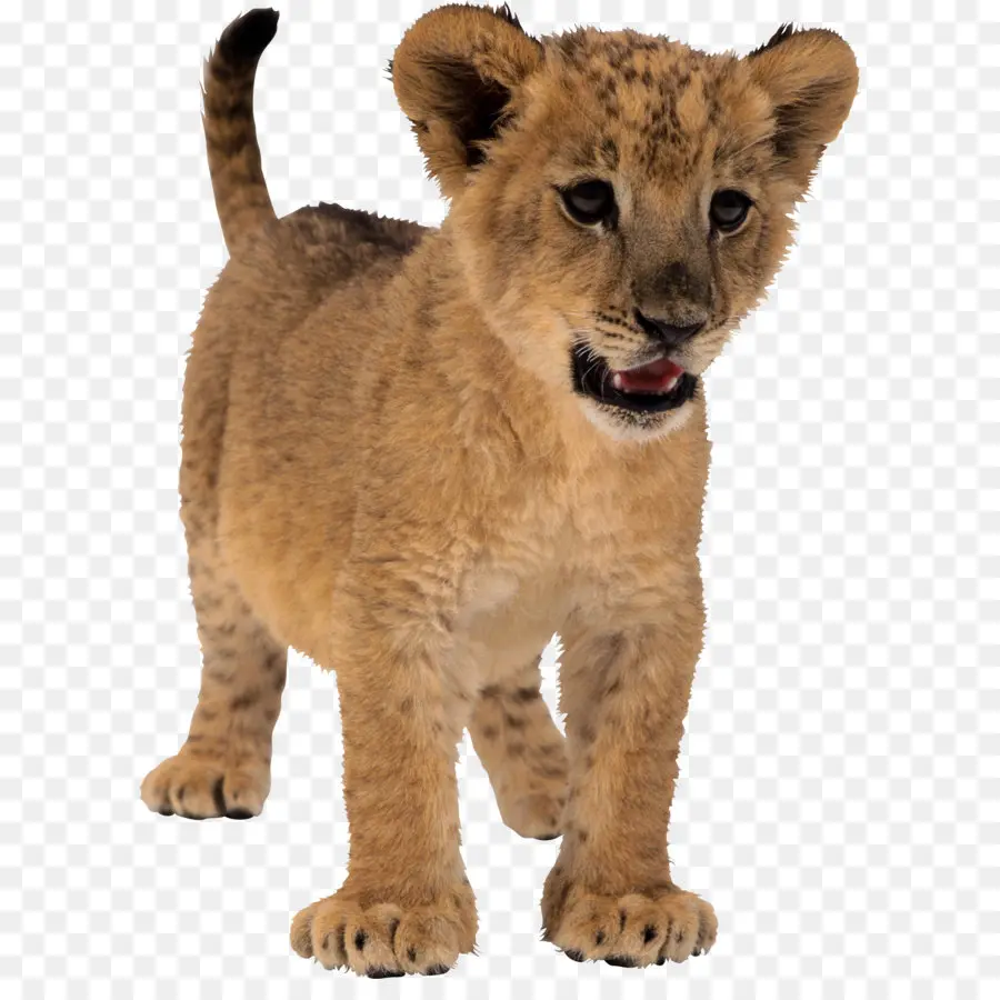 Lion Cub，ลูก PNG