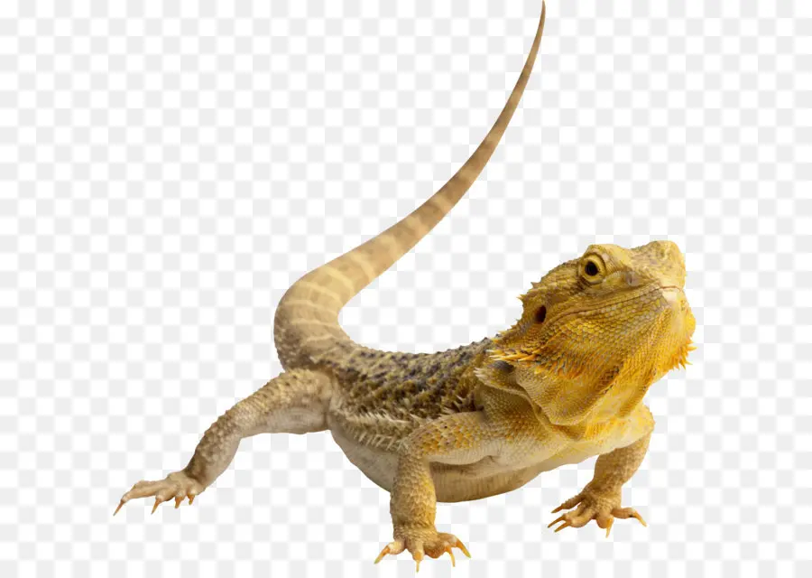 Iguana，กิ้งก่า PNG