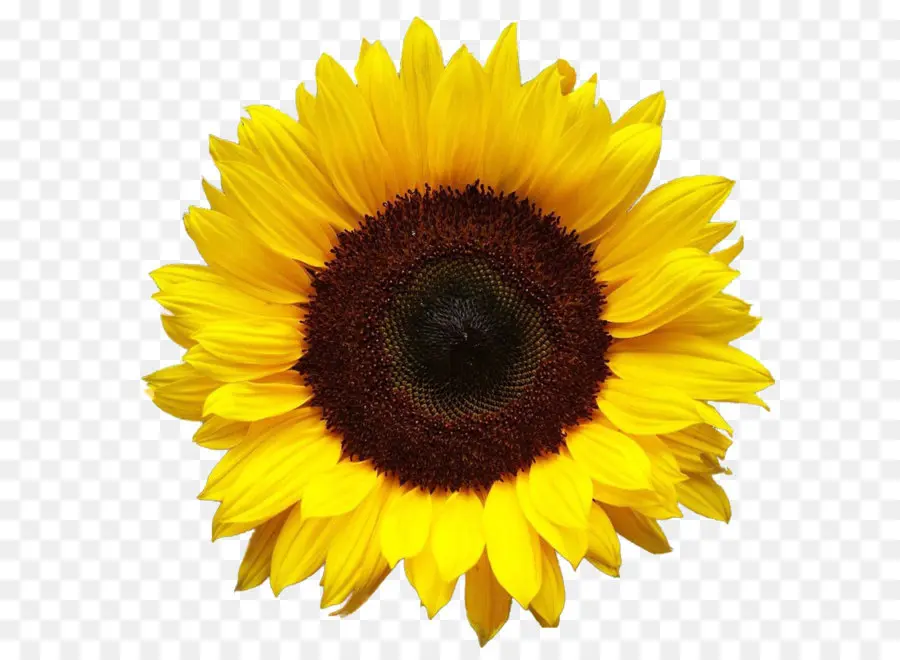 เหมือนกัน Sunflower，คอมพิวเตอร์ ไอคอน PNG