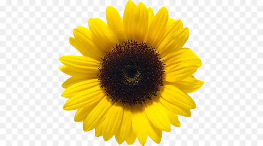 เหมือนกัน Sunflower，Sunflower น้ำมัน PNG