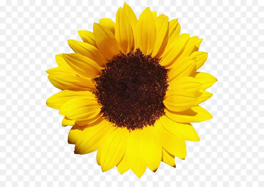 เหมือนกัน Sunflower，Xcfname PNG