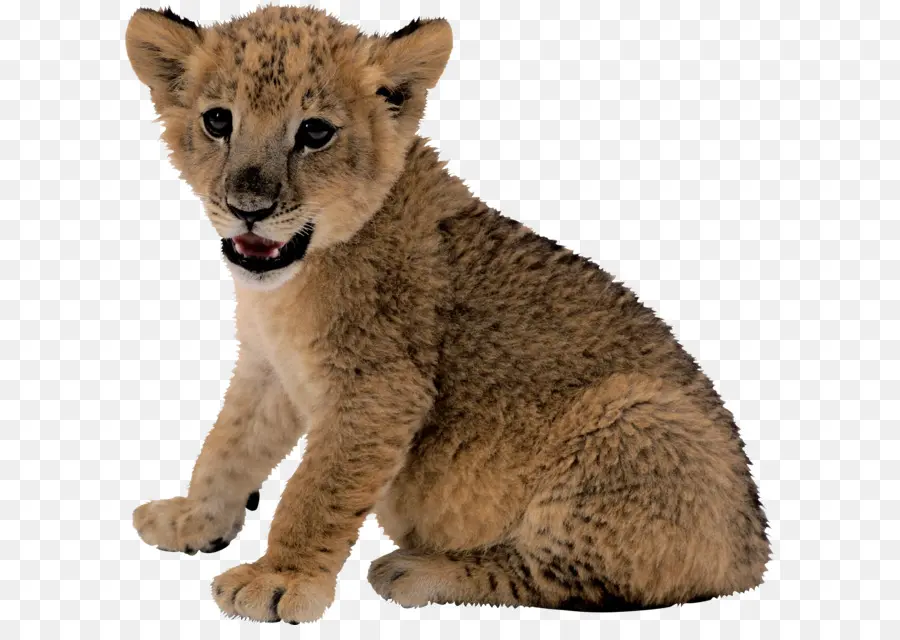 Lion Cub，ลูก PNG