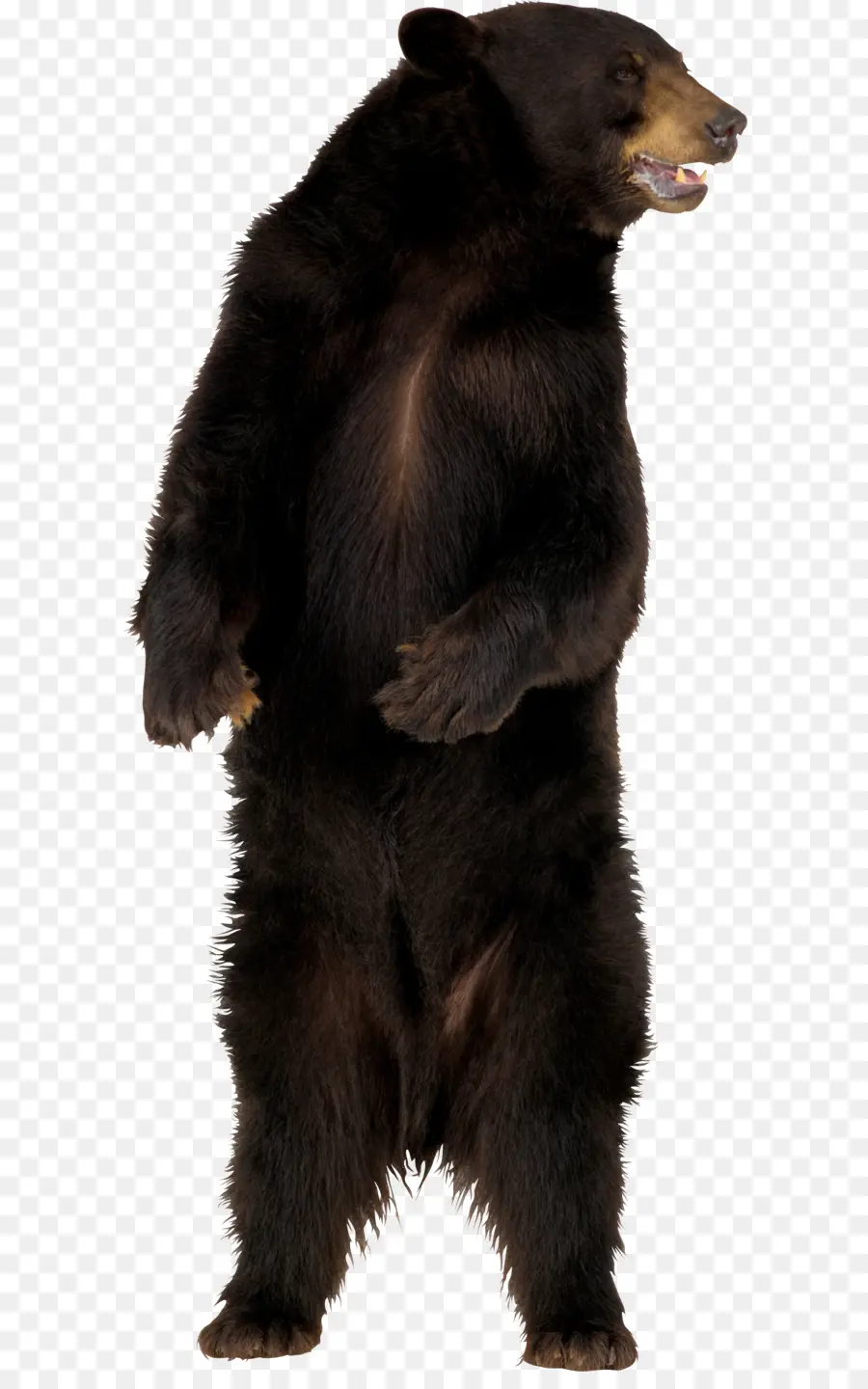 หมี，อเมริกัน สีดำ หมี PNG