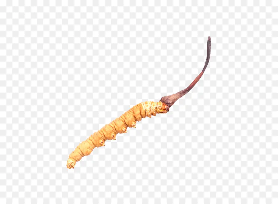 Cordyceps，เห็ด PNG