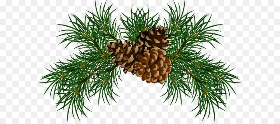 กิ่งไม้，Pinecone PNG