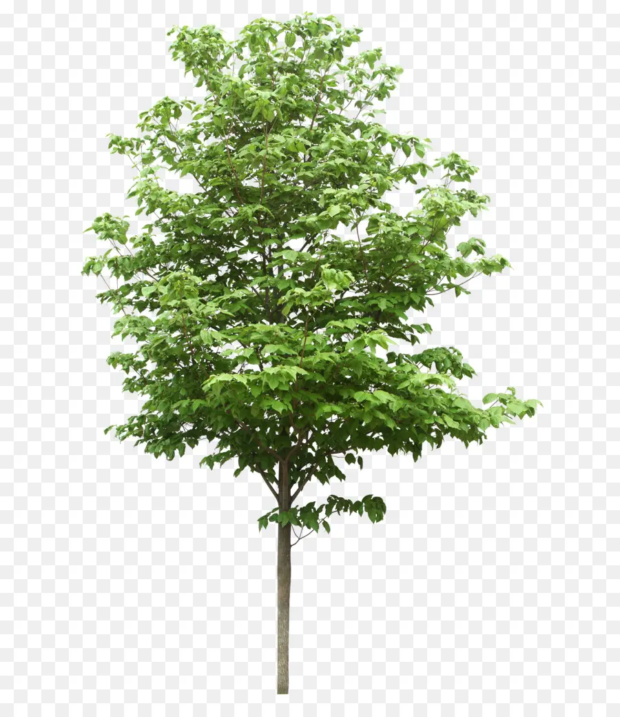 ดูต้นไม้，ต้นไม้ PNG