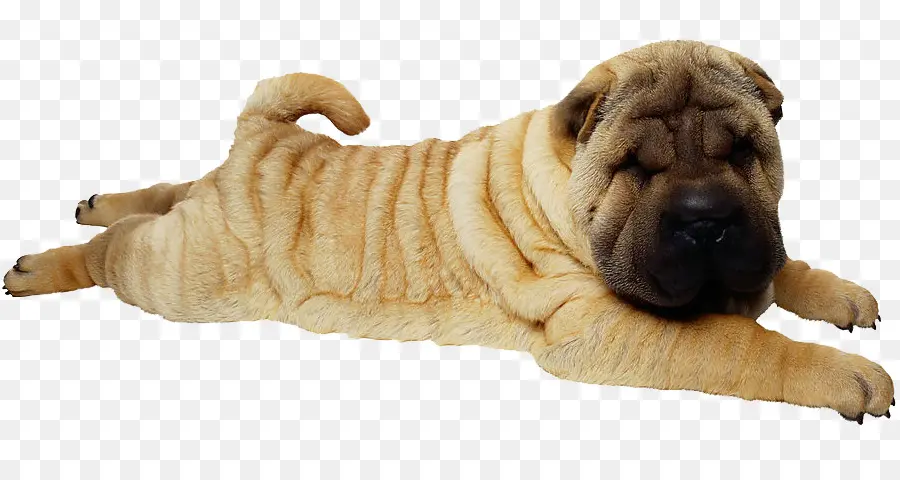 Shar Pei Dog，สัตว์เลี้ยง PNG