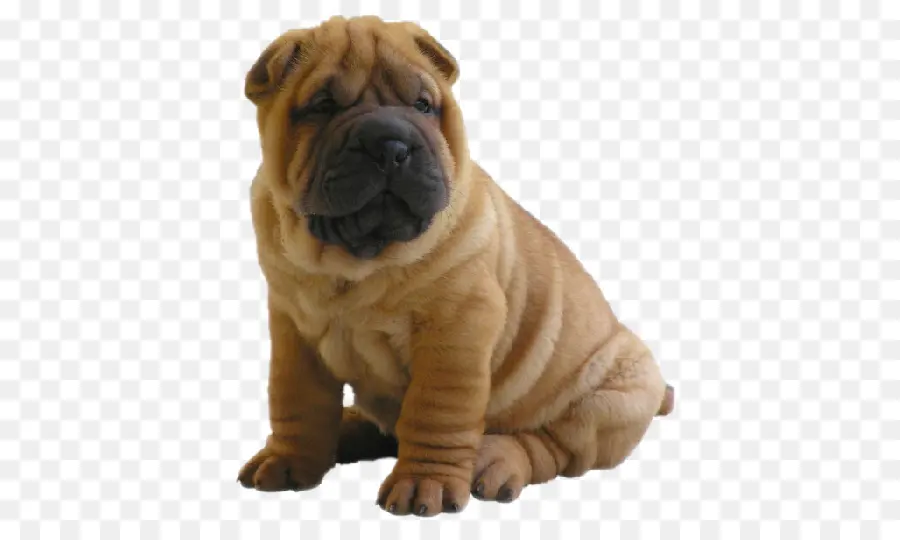 Shar Pei Dog，เหี่ยวแห้ง PNG