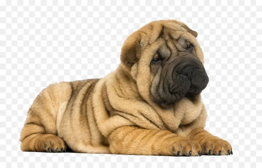 Shar Pei Puppy，สุนัข PNG