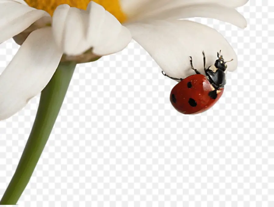 Ladybug On Daisy，ดอกไม้ PNG