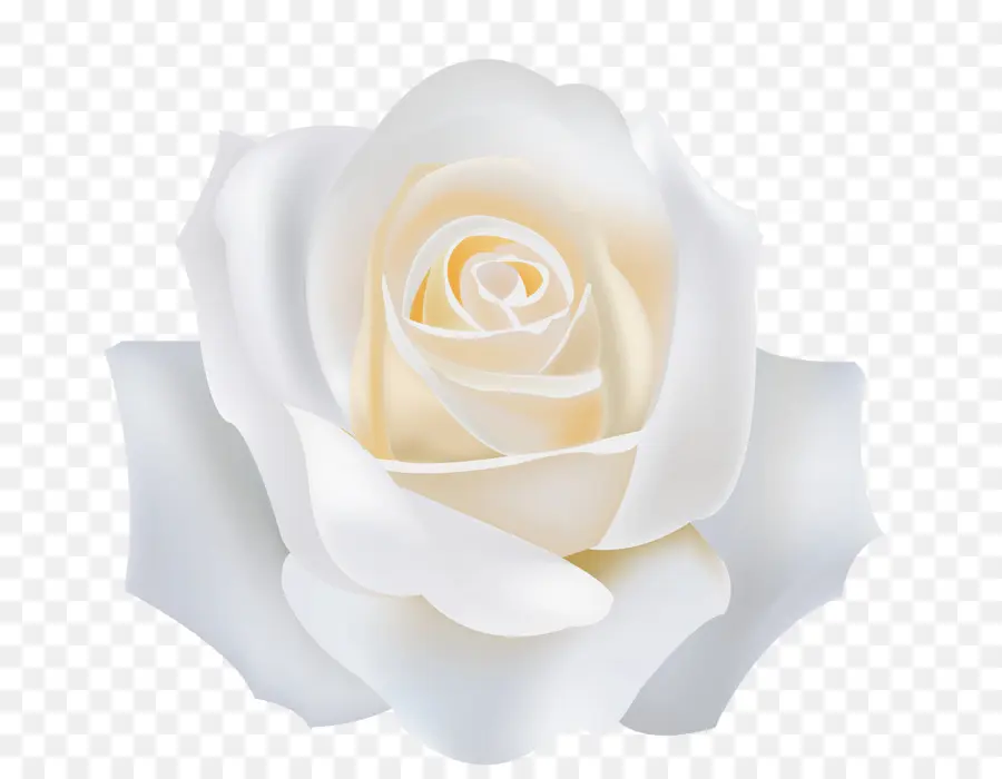 สวนดอกกุหลาบ，สีขาว PNG