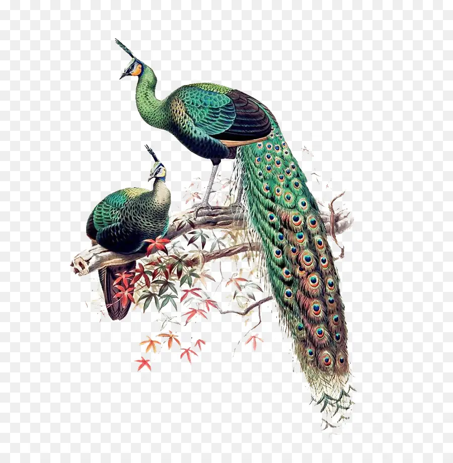สีเขียว，Asiatic Peafowl PNG