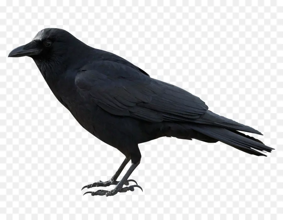 อีกาอเมริกัน，ใหม่ Caledonian Crow PNG