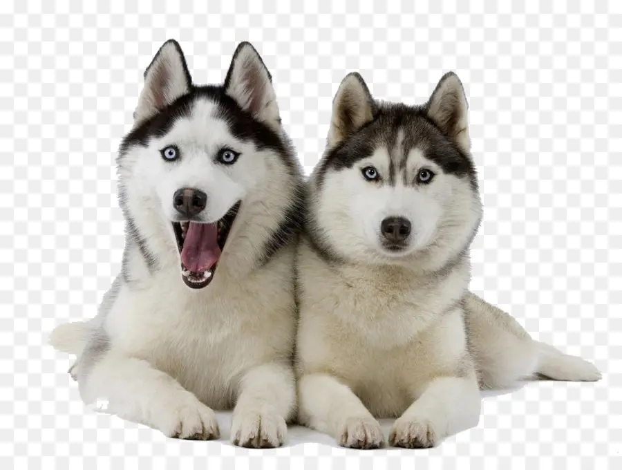 สอง Huskies，สุนัข PNG