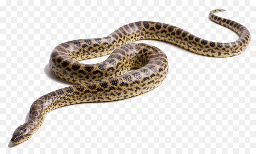 งู，Anaconda สีเขียว PNG