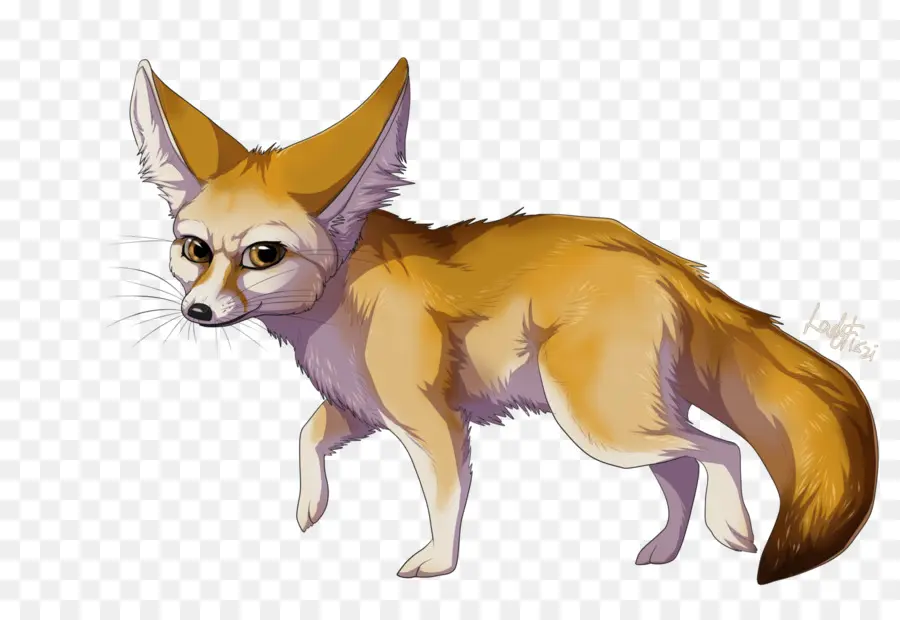 Fennec Fox，ทะเลทราย PNG