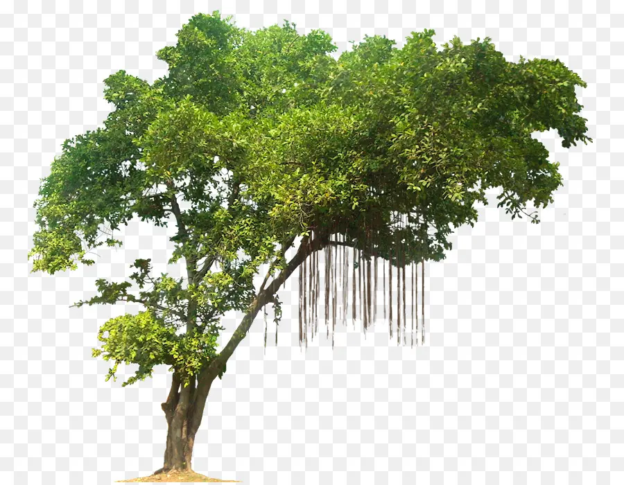 ต้นไม้，เขตร้อน Rainforest PNG