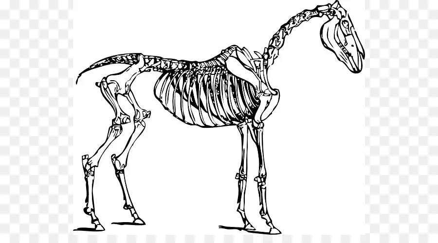 โครงกระดูกม้า，ม้า PNG
