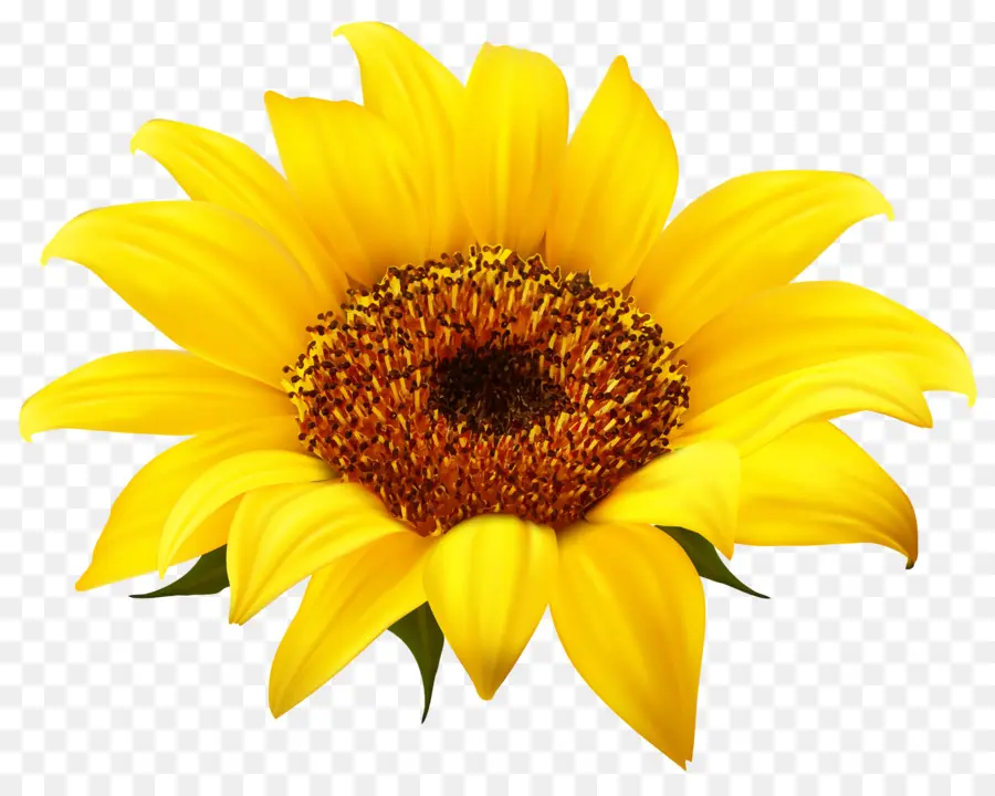 เหมือนกัน Sunflower，ดอกไม้ PNG