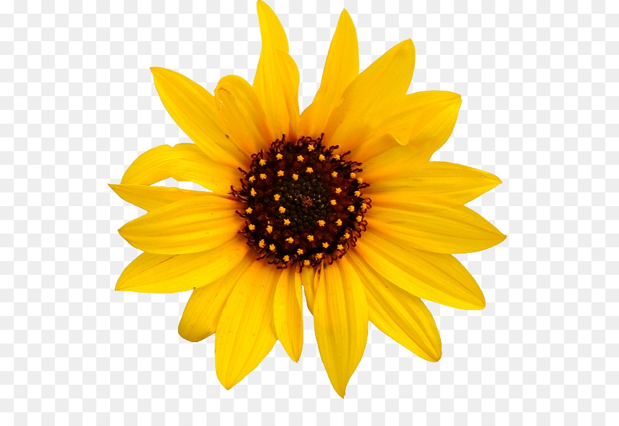 เหมือนกัน Sunflower，แฟ้มภาพรูปแบบ PNG