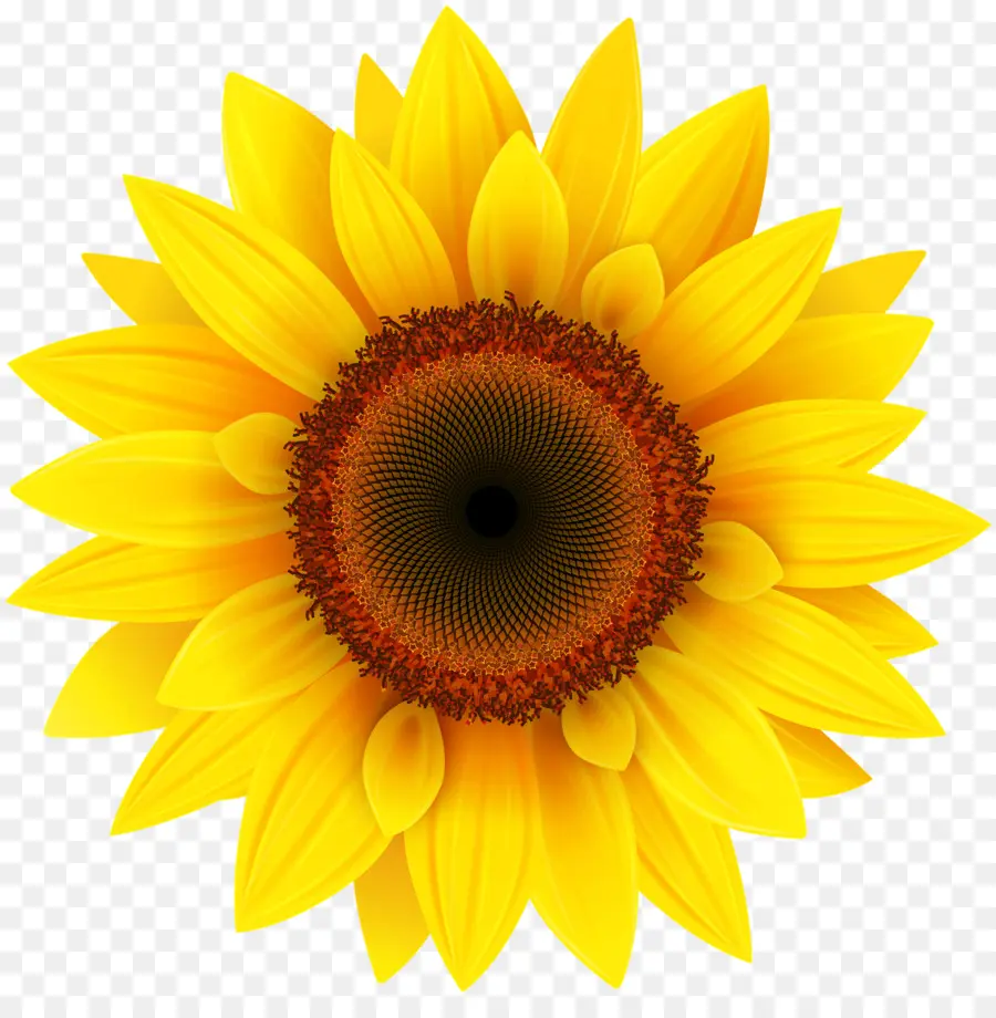 เหมือนกัน Sunflower，หุ้นของ Photography PNG