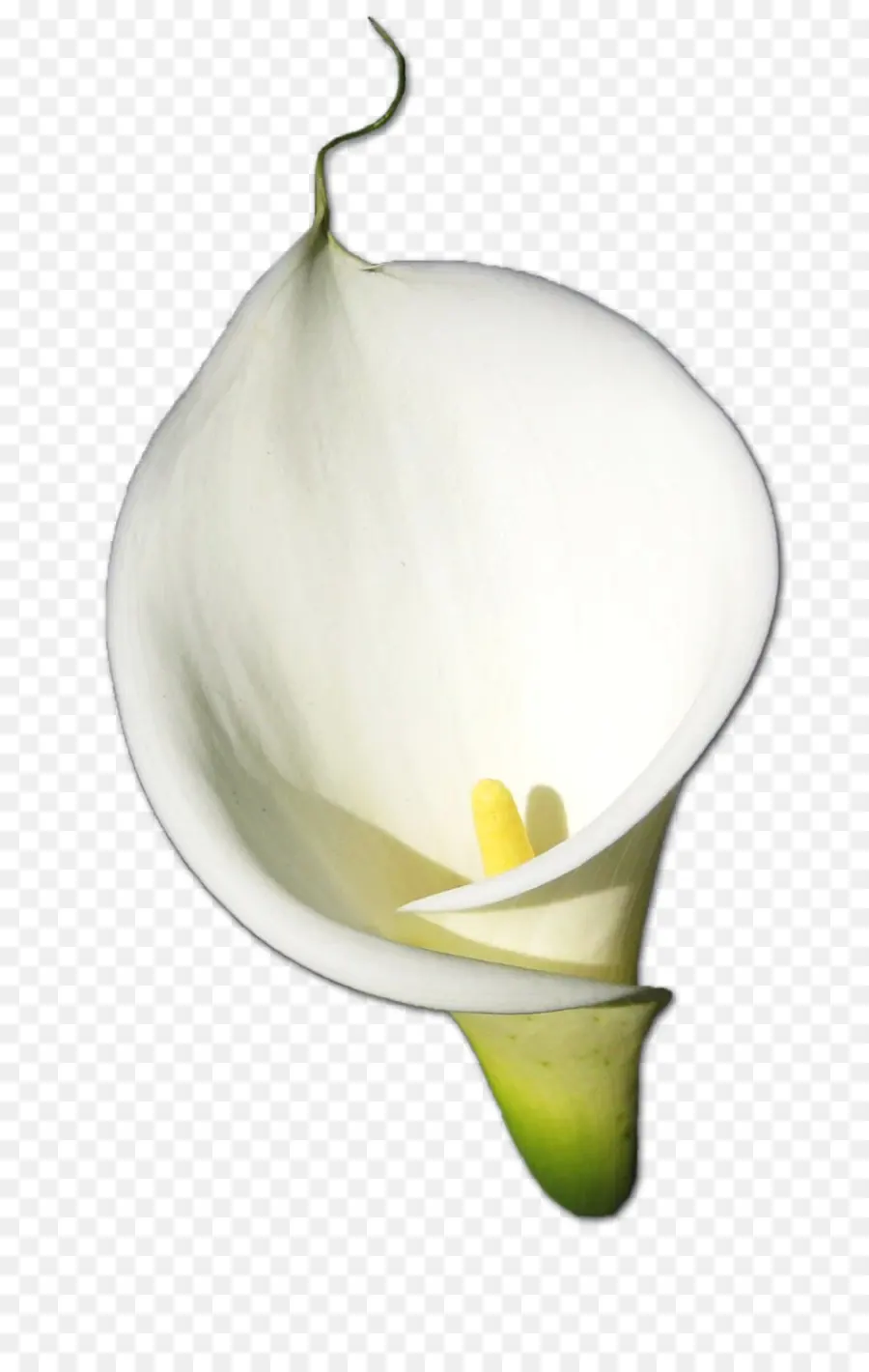 Calla Lily สีขาว，ผลิบาน PNG