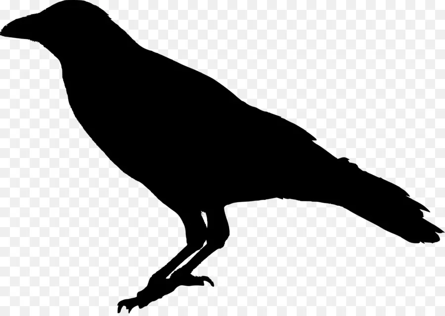 นกกา，Raven ทั่วไป PNG