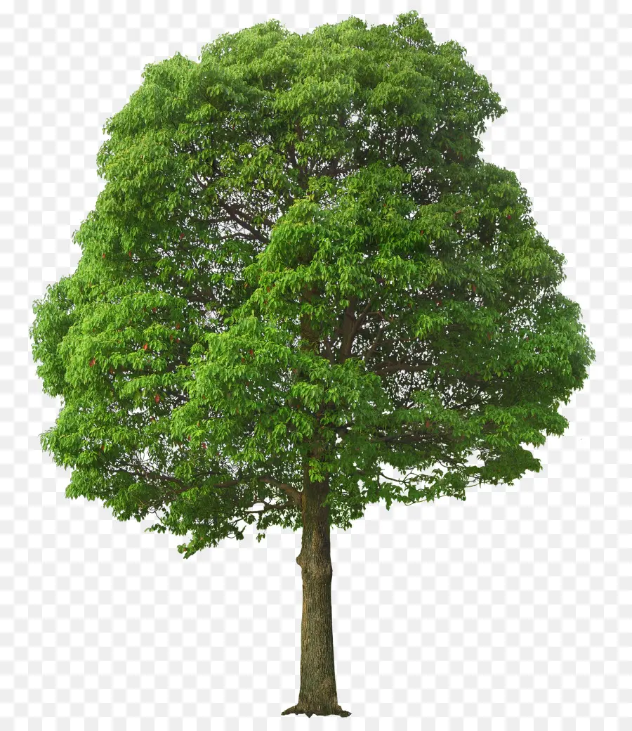 ต้นไม้，พิกเซล PNG