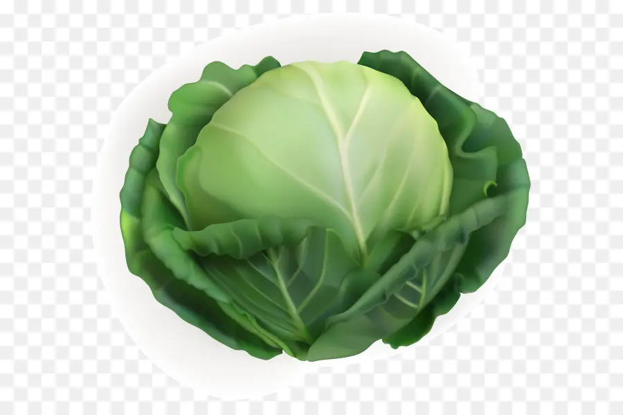 สีขาว Cabbage，ผัก PNG