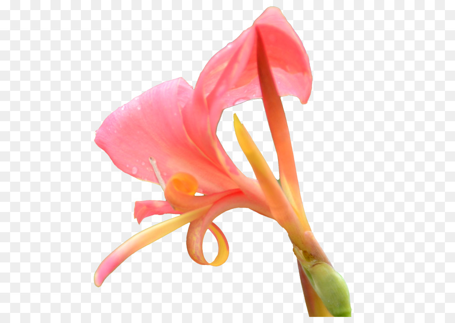 การเฆี่ยนตี，ดอกไม้ PNG