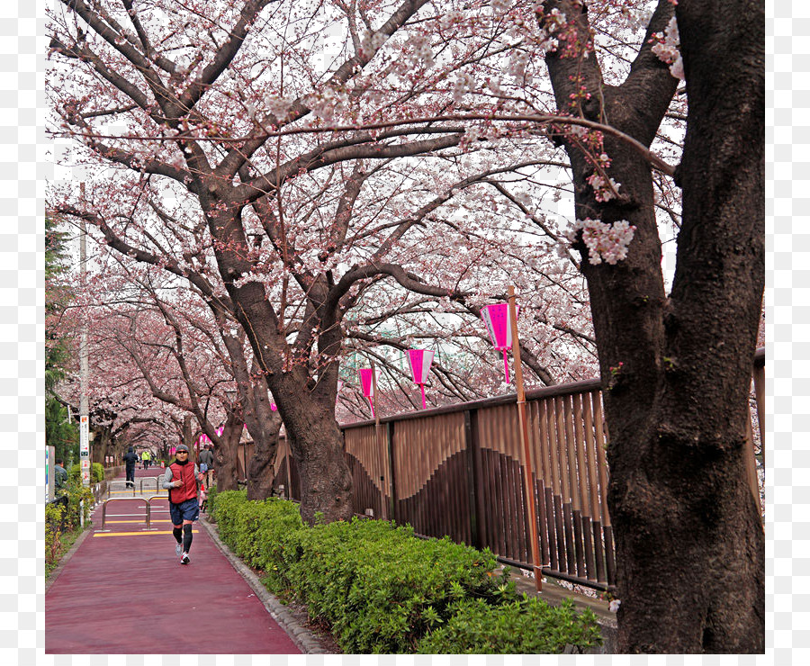 โตเกียว，เชอร์รี่ Blossom PNG