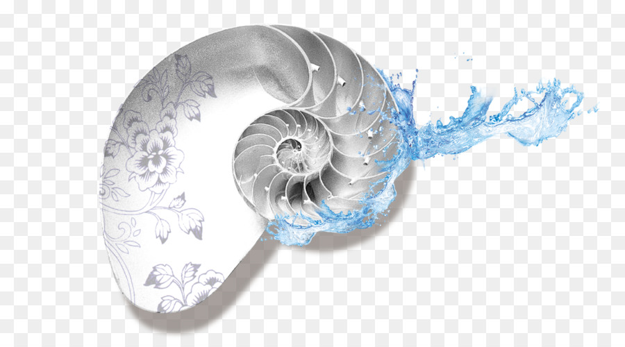 หอย Nautilus，น้ำ PNG