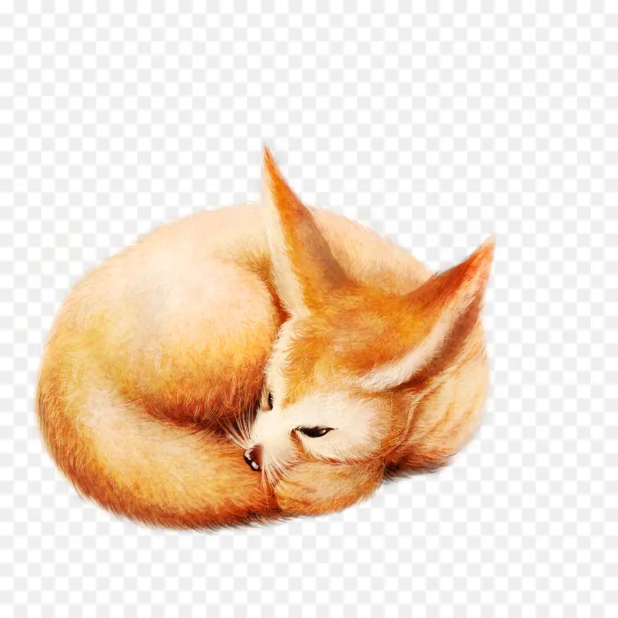 Fennec Fox，นอนหลับ PNG