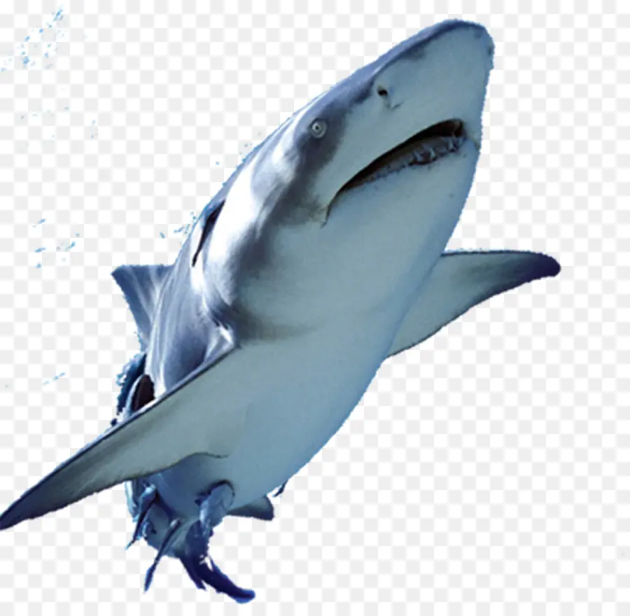 เยี่ยมสีขาวฉลาม，ปลา PNG