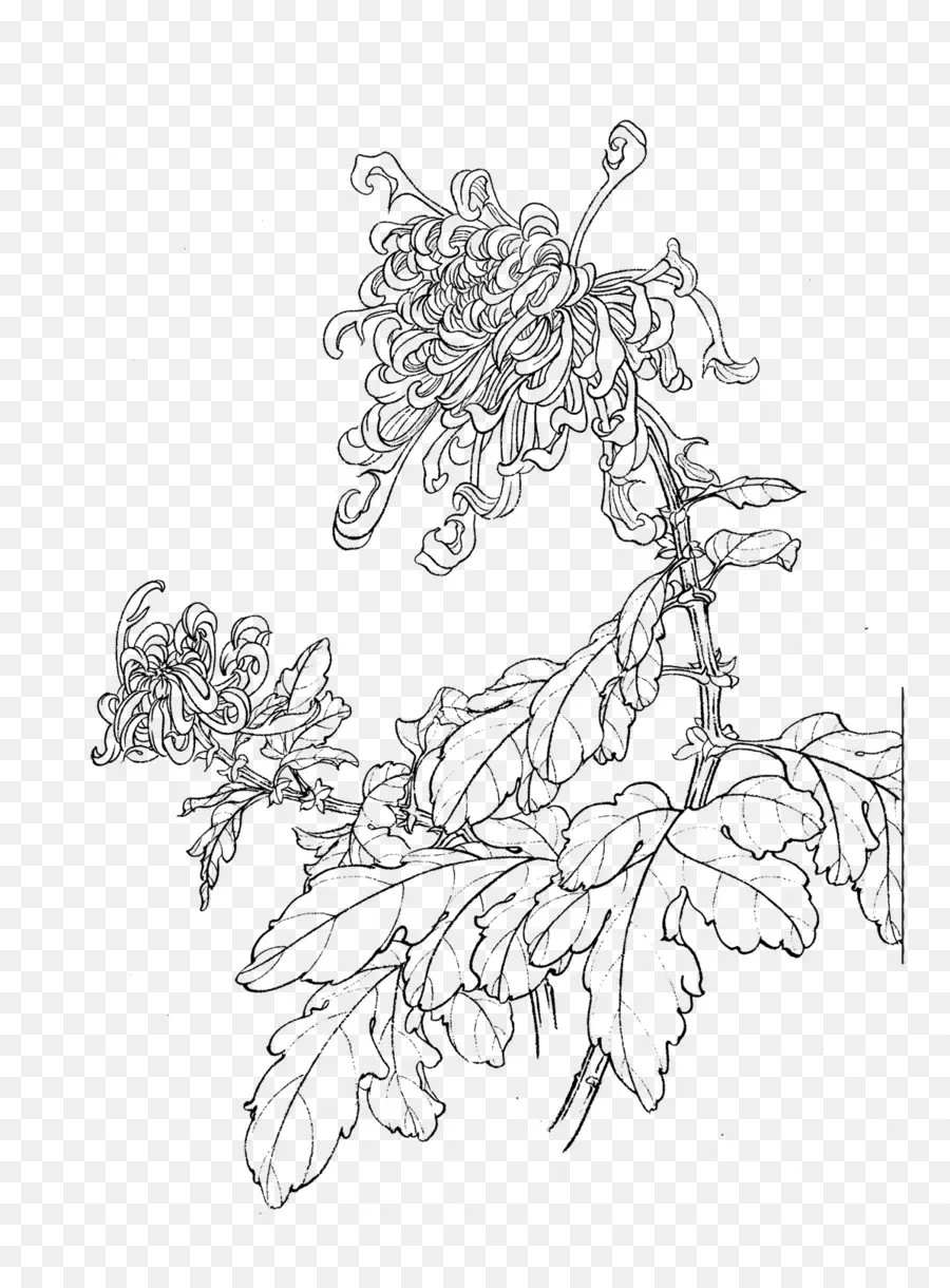 Chrysanthemum ชา，เพลงละครน้ำเน่าเรื่อง ไดเนิสที PNG