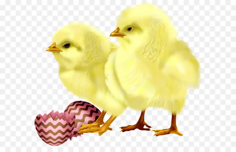 ไก่，ไข่ไก่ PNG