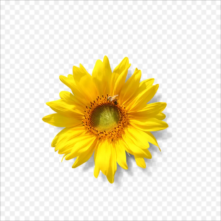 เหมือนกัน Sunflower，ซิ PNG