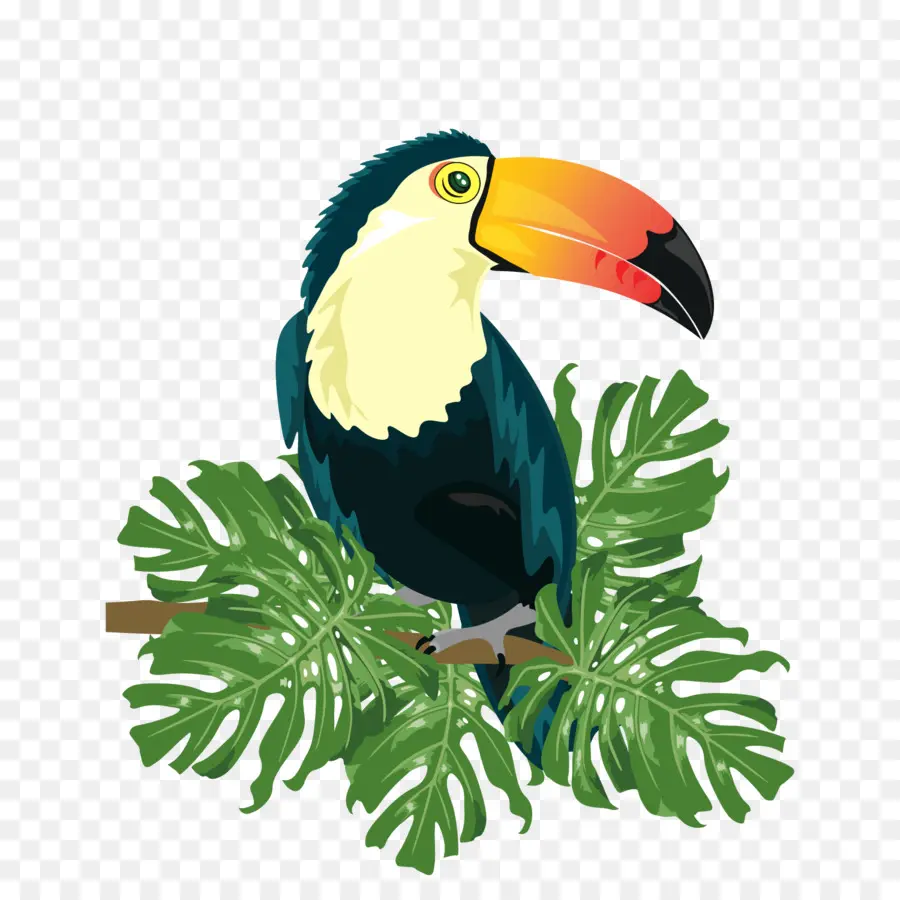 Toucan，นก PNG