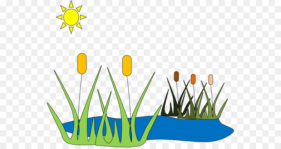 บ่อน้ำกับ Cattails，เคทเทล PNG